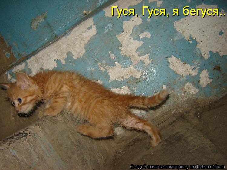 Котоматрица: Гуся, Гуся, я бегуся...