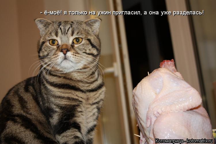 Котоматрица: - ё-моё! я только на ужин пригласил, а она уже разделась!