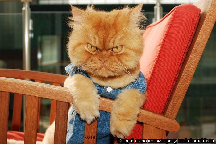 Котоматрица: КОТЭ