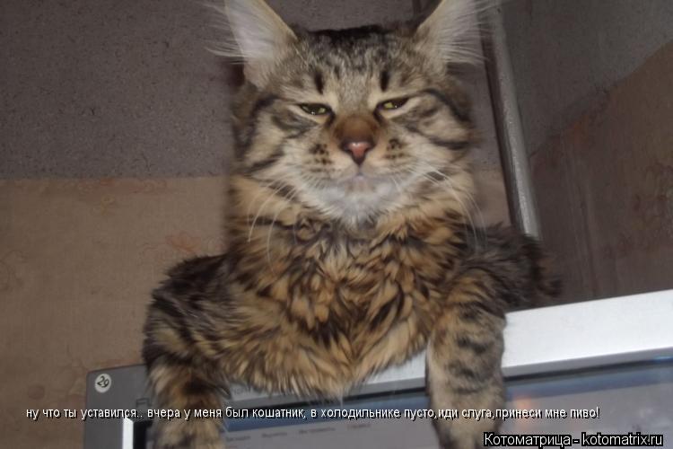 Котоматрица: ну что ты уставился.. вчера у меня был кошатник, в холодильнике пусто,иди слуга,принеси мне пиво!