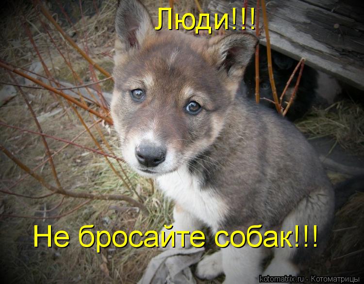 Котоматрица: Люди!!! Не бросайте собак!!!
