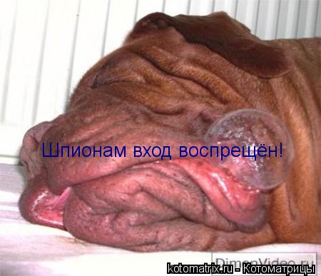 Котоматрица: Шпионам вход воспрещён!