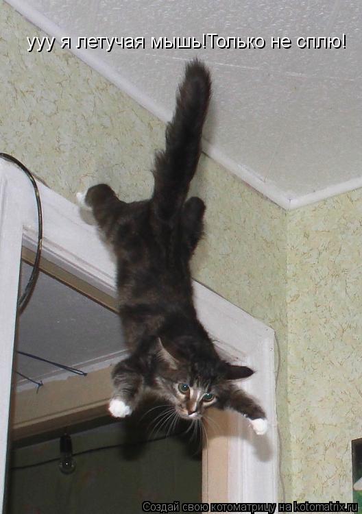 Котоматрица: ууу я летучая мышь!Только не сплю! ууу я летучая мышь!Только не сплю!