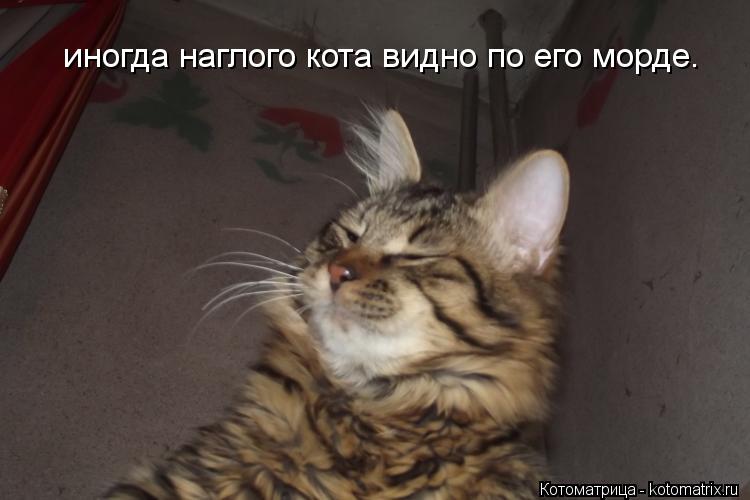 Котоматрица: иногда наглого кота видно по его морде.