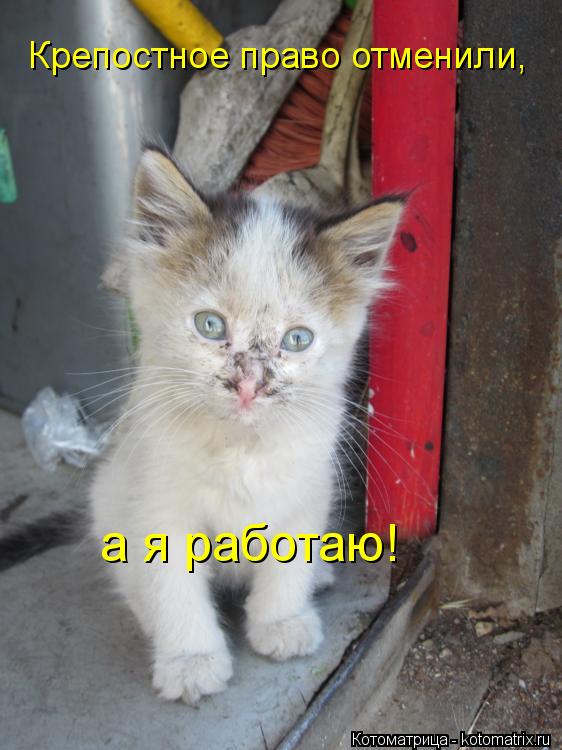 Крепостное право отменили, а я работаю!... Котоматрица: Крепостное право отменили, а я работаю!