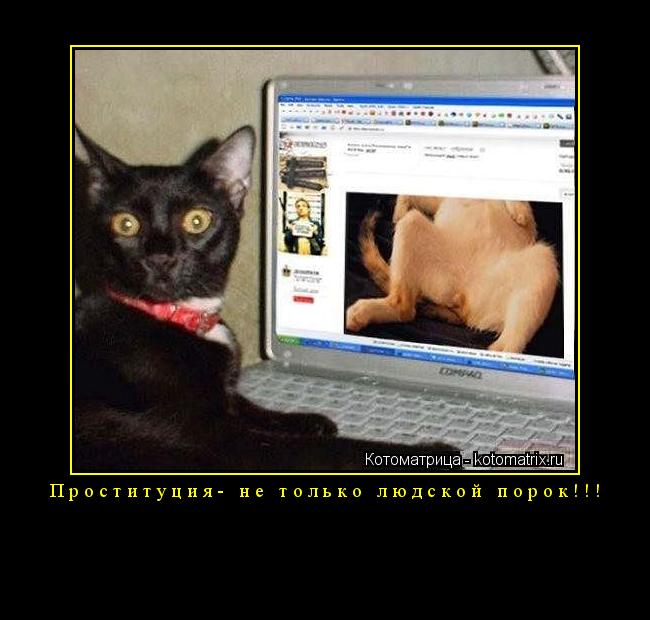 Котоматрица: Проституция- не только людской порок!!! 