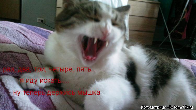 раз, два, три, четыре, пять.. я иду искать.... ну теперь держись мышка... Котоматрица: раз, два, три, четыре, пять.. я иду искать.... ну теперь держись мышка