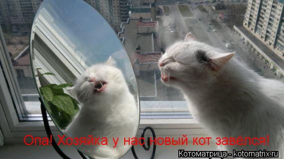 Опа! Хозяйка у нас новый кот завёлся!... Котоматрица: Опа! Хозяйка у нас новый кот завёлся!