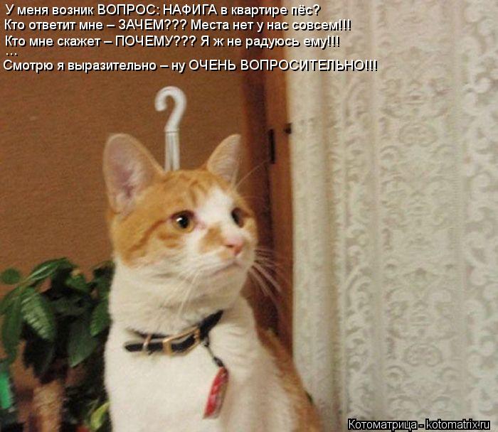 Котоматрица: У меня возник ВОПРОС: НАФИГА в квартире пёс? Кто ответит мне – ЗАЧЕМ??? Места нет у нас совсем!!! Кто мне скажет – ПОЧЕМУ??? Я ж не радуюсь ему!!! 