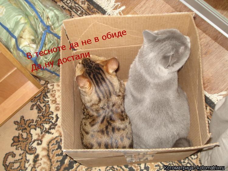 Котоматрица: В тесноте да не в обиде Да,ну достали