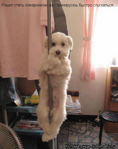 Котоматрица: Решил стать пожарником, вот тренирусюь быстро спускаться.