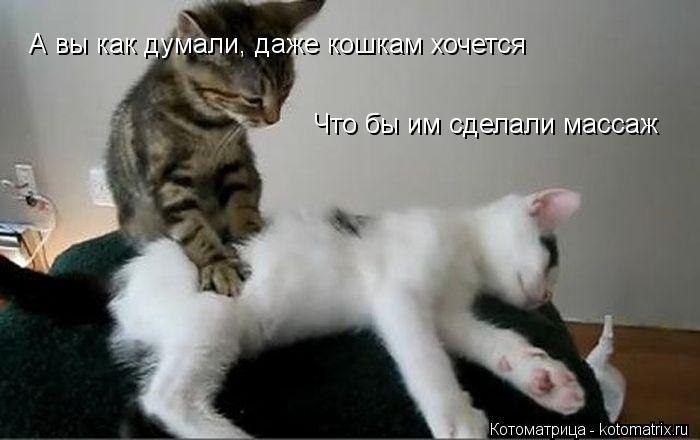 Котоматрица: А вы как думали, даже кошкам хочется  Что бы им сделали массаж