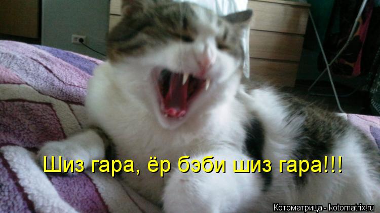 Котоматрица: Шиз гара, ёр бэби шиз гара!!!