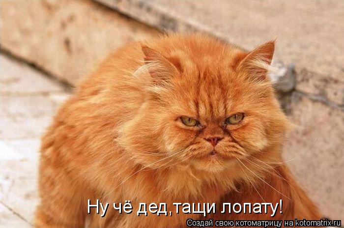 Котоматрица: Ну чё дед,тащи лопату!