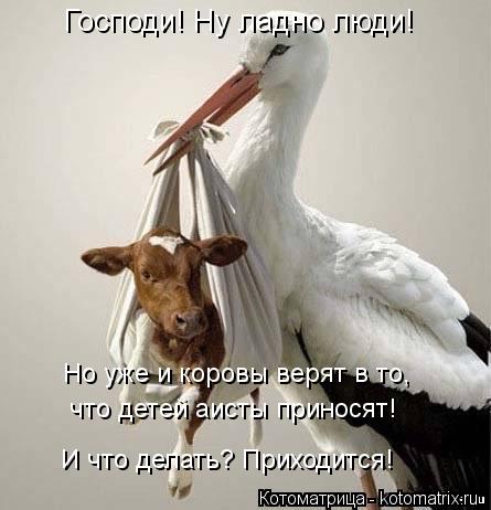 Котоматрица: Господи! Ну ладно люди!   Но уже и коровы верят в то,  что детей аисты приносят! И что делать? Приходится!