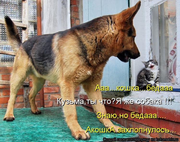 Котоматрица: Ааа...кошка...бедааа Кузьма,ты что?Я же собака !!! Знаю,но бедааа.... АкошкА захлопнулось...