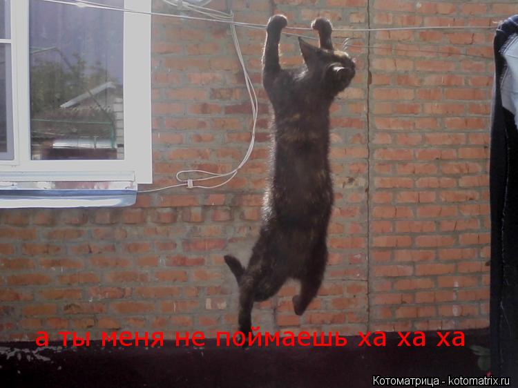 Котоматрица: а ты меня не поймаешь ха ха ха