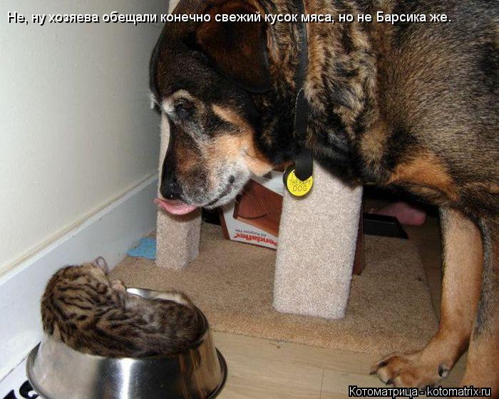 Котоматрица: Не, ну хозяева обещали конечно свежий кусок мяса, но не Барсика же.