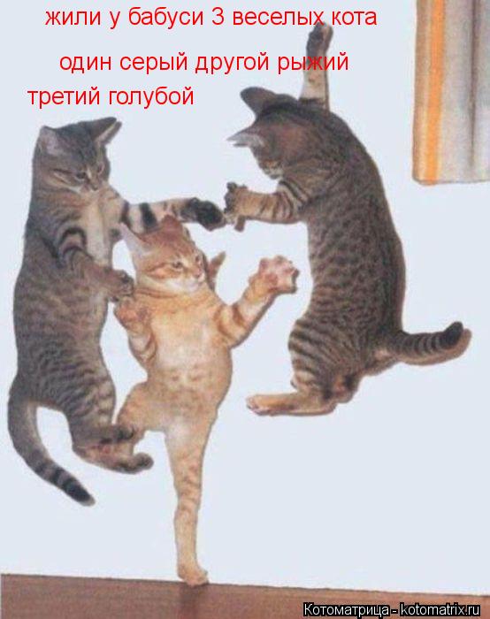 жили у бабуси 3 веселых кота один серый другой рыжий третий голубой... Котоматрица: жили у бабуси 3 веселых кота один серый другой рыжий третий голубой