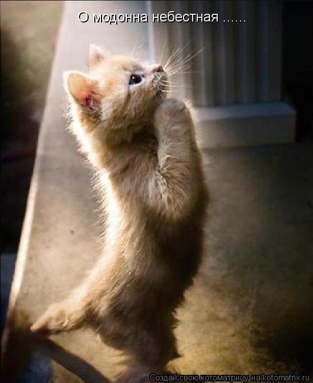 Котоматрица: О модонна небестная ......