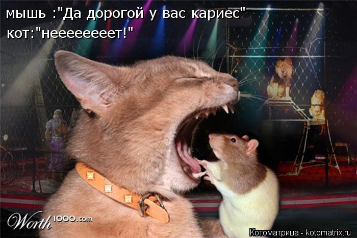 Котоматрица: мышь :"Да дорогой у вас кариес" кот:"неееееееет!"