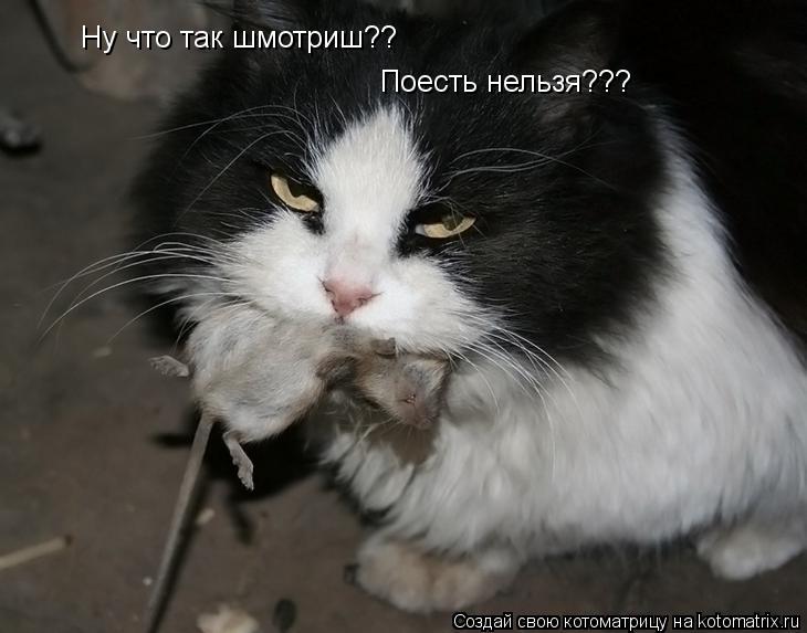 Котоматрица: Ну что так шмотриш?? Поесть нельзя???