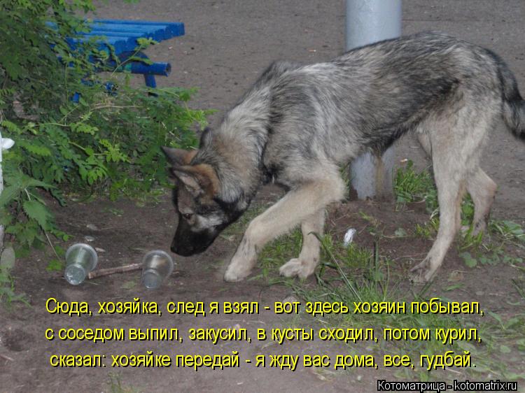 с соседом выпил, закусил, в кусты сходил, потом курил, Сюда, хозяйка, след я взял - вот здесь хозяин ... Котоматрица: с соседом выпил, закусил, в кусты сходил, потом курил, Сюда, хозяйка, след я взял - вот здесь хозяин побывал, сказал: хозяйке передай - я жду вас