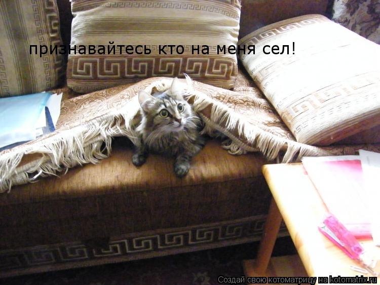 Котоматрица: признавайтесь кто на меня сел!