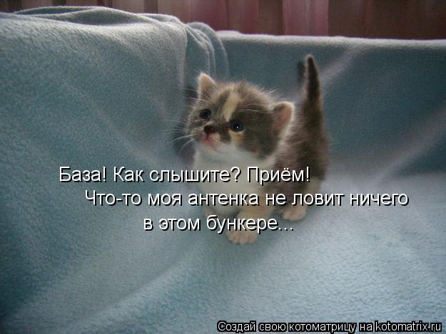Котоматрица: База! Как слышите? Приём! Что-то моя антенка не ловит ничего  в этом бункере...