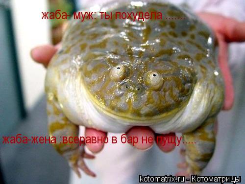 Котоматрица: жаба- муж: ты похудела ....... жаба-жена :всеравно в бар не пущу.....