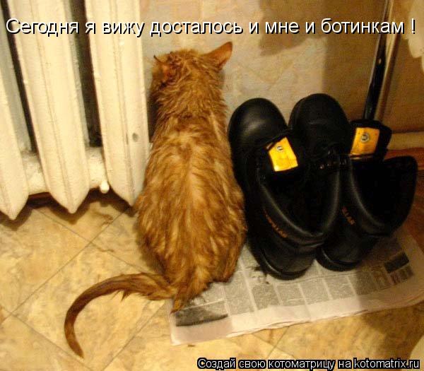 Котоматрица: Сегодня я вижу досталось и мне и ботинкам !