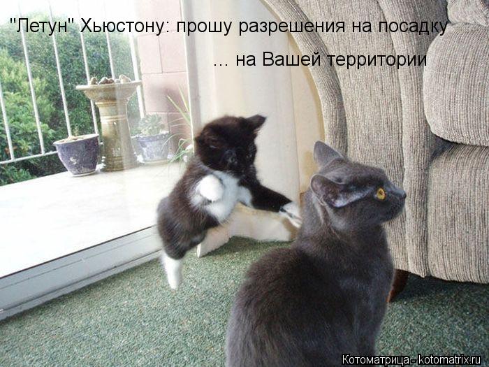 Котоматрица: "Летун" Хьюстону: прошу разрешения на посадку ... на Вашей территории