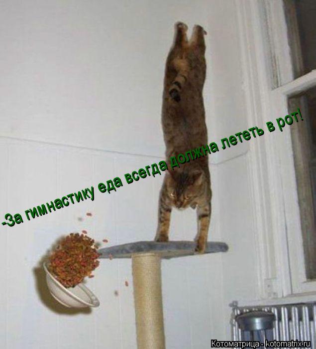 Котоматрица: -За гимнастику еда всегда должна лететь в рот!