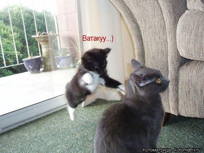 Котоматрица: Ватакуу...)
