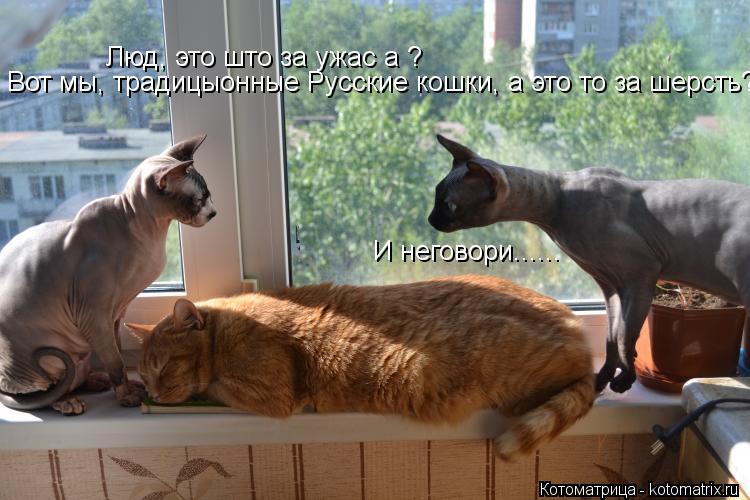 Котоматрица: Люд, это што за ужас а ? Люд, это што за ужас а ? Вот мы, традицыонные Русские кошки, а это то за шерсть? И неговори......