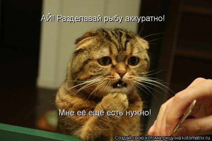 Котоматрица: АЙ! Разделавай рыбу аккуратно! Мне её ещё есть нужно!