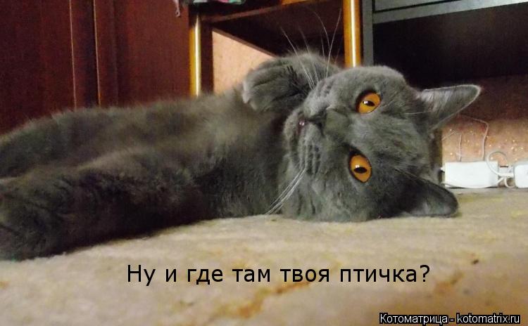 Котоматрица: Ну и где там твоя птичка?