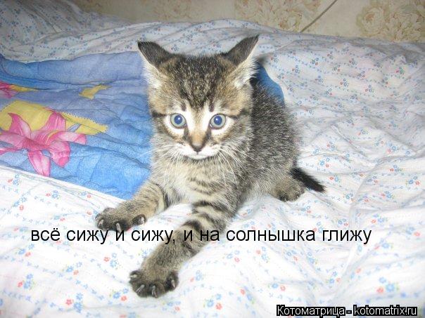 Котоматрица: всё сижу и сижу, и на солнышка глижу
