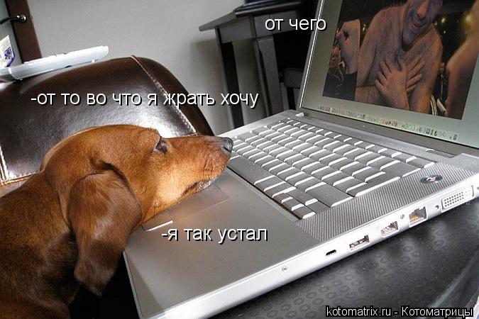 Котоматрица: -я так устал от чего -от то во что я жрать хочу