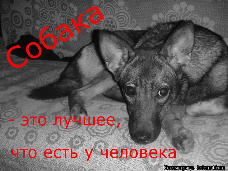 Котоматрица: Собака - это лучшее,  что есть у человека