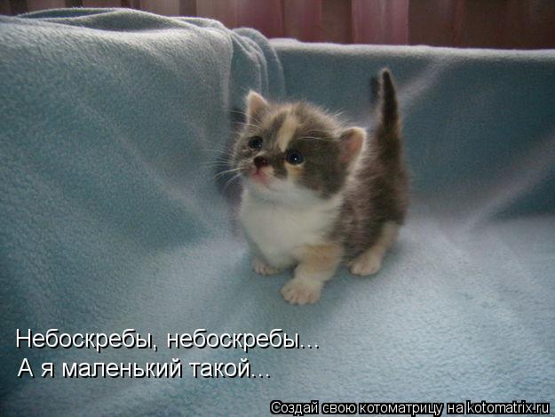 Небоскребы, небоскребы... А я маленький такой...... Котоматрица: Небоскребы, небоскребы... А я маленький такой...