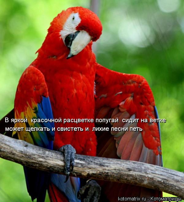 Котоматрица: В яркой  красочной расцветке попугай  сидит на ветке может щелкать и свистеть и  лихие песни петь может щелкать и свистеть и  лихие песни пет