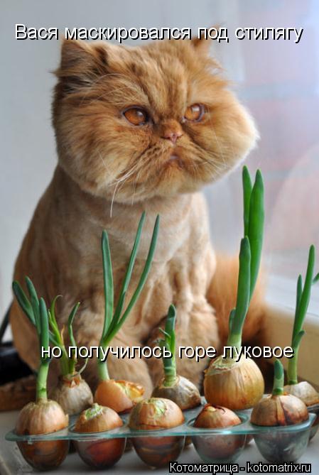 Котоматрица: Вася маскировался под стилягу но получилось горе луковое