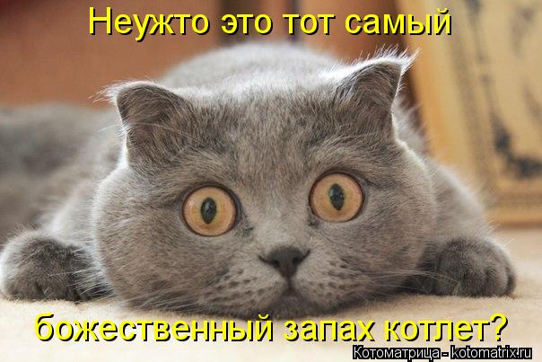 Котоматрица: Неужто это тот самый  божественный запах котлет?