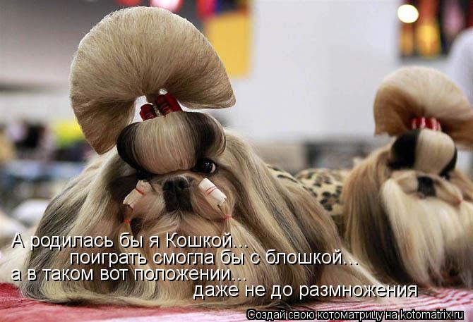 Котоматрица: А родилась бы я Кошкой... поиграть смогла бы с блошкой... а в таком вот положении... даже не до размножения