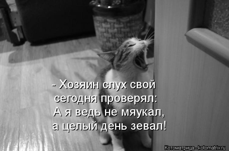 Котоматрица: - Хозяин слух свой  сегодня проверял: А я ведь не мяукал, а целый день зевал!