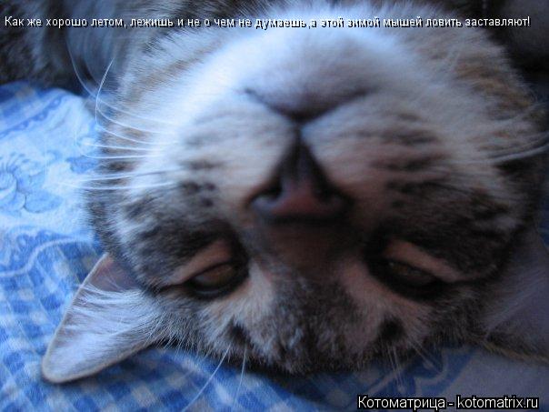 Котоматрица: Как же хорошо летом, лежишь и не о чем не думаешь,а этой зимой мышей ловить заставляют!