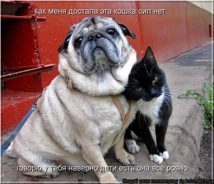 Котоматрица: как меня достала эта кошка сил нет говорю у тебя наверно дети есть она всё ровно