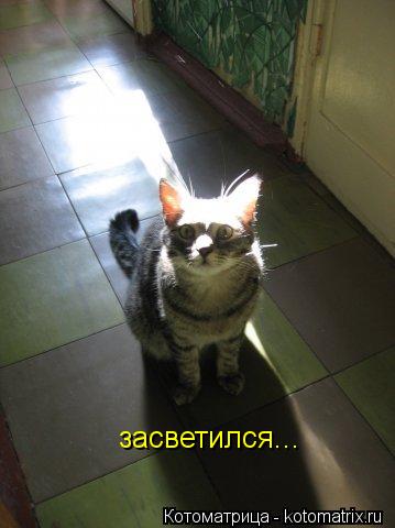 Котоматрица: засветился...