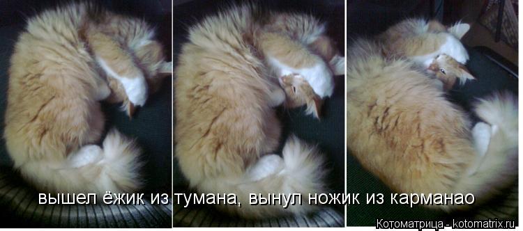 Котоматрица: вышел ёжик из тумана, вынул ножик из карманао